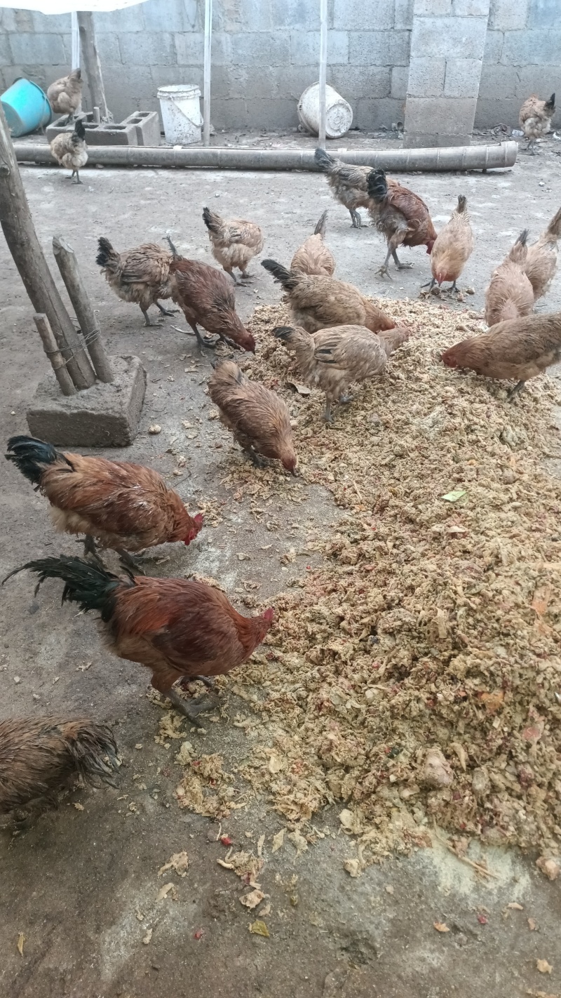 黄羽乌皮土鸡跑山鸡大量供应品质保证对接全国市场