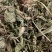 车前草，甘肃纯野生，整株车前草，颜色清含量高