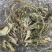 车前草，甘肃纯野生，整株车前草，颜色清含量高
