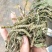 车前草，甘肃纯野生，整株车前草，颜色清含量高