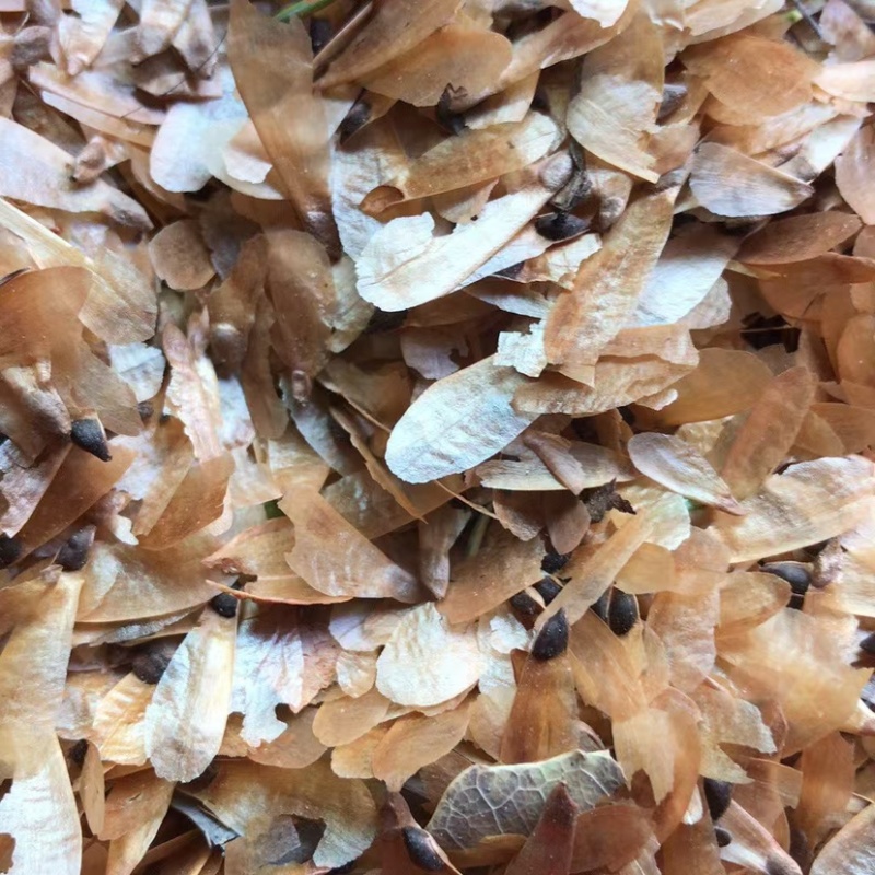 云杉种子95%以上
