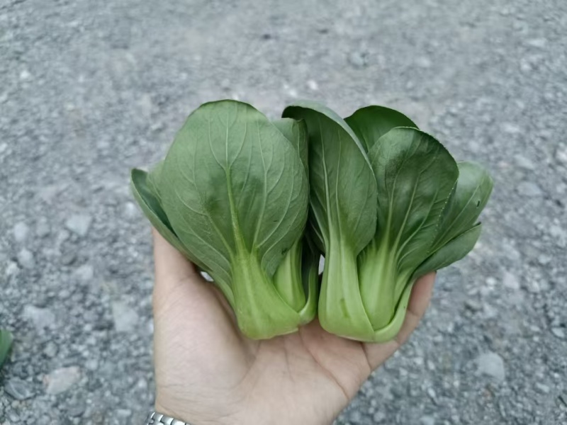 利农广东小青仔种子四季矮椒小颗上海青青梗菜种子靓仔小青菜