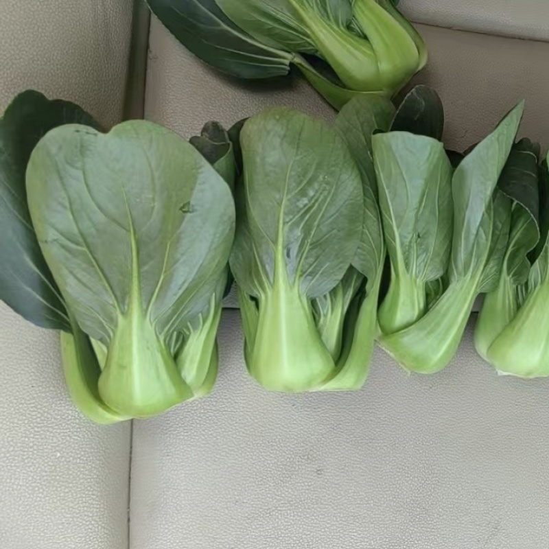 广东小墨仔青梗菜种子小型上海青油菜种籽宁夏小青菜种子