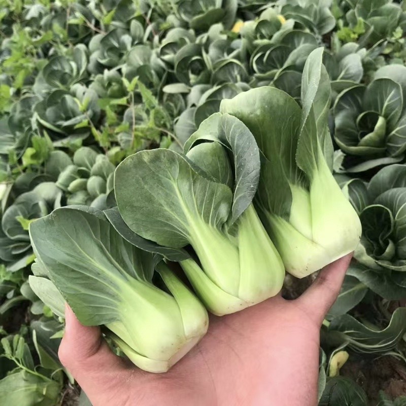 广东小墨仔青梗菜种子小型上海青油菜种籽宁夏小青菜种子