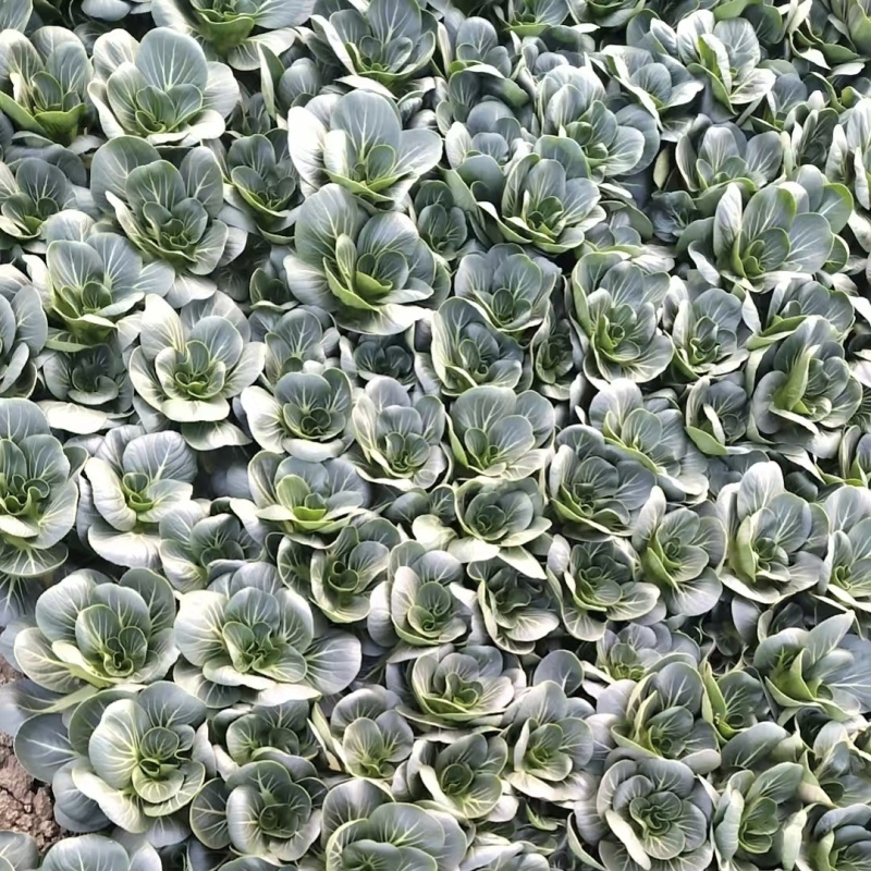 广东小墨仔青梗菜种子小型上海青油菜种籽宁夏小青菜种子