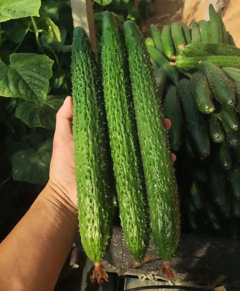 《密刺黄瓜》内蒙古黄瓜，青条密刺，顶花带刺，基地现货