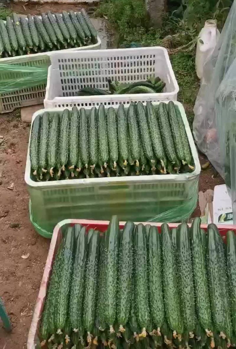 《密刺黄瓜》内蒙古黄瓜，青条密刺，顶花带刺，基地现货