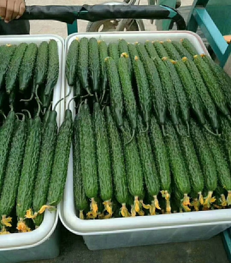 《密刺黄瓜》内蒙古黄瓜，青条密刺，顶花带刺，基地现货
