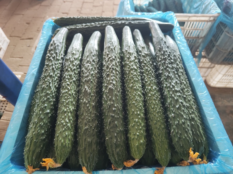 《密刺黄瓜》内蒙古黄瓜，青条密刺，顶花带刺，基地现货