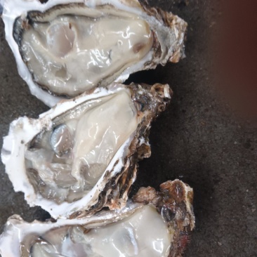 精品生蚝，原产地，大连生蚝，生蚝肉，品质保证，全规格供应