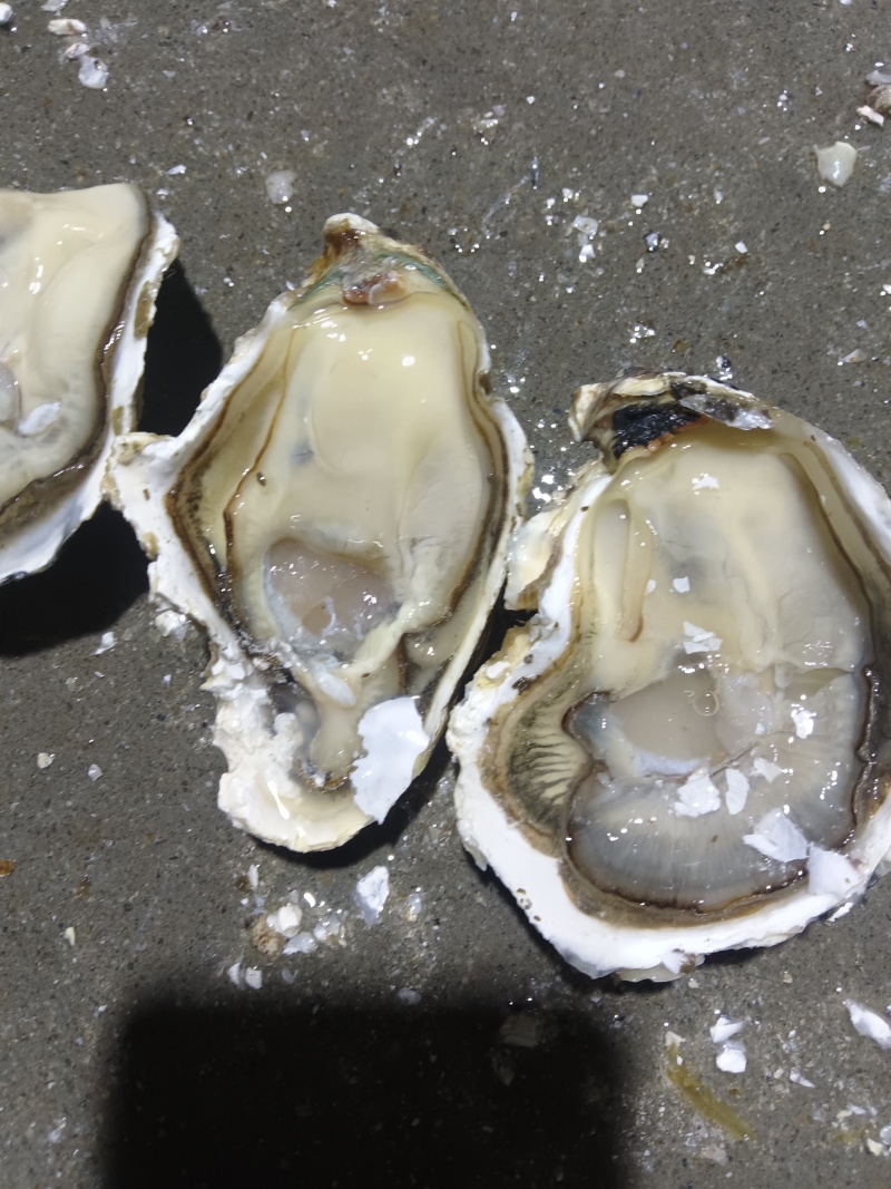 精品生蚝，原产地，大连生蚝，生蚝肉，品质保证，全规格供应