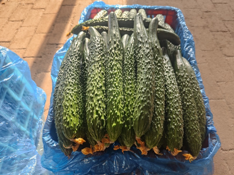 密刺黄瓜现货供应基地直供价格美丽可全国发货天津