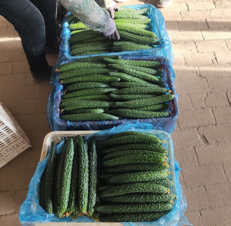 密刺黄瓜现货供应基地直供价格美丽可全国发货天津