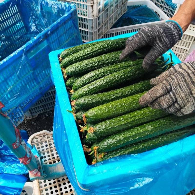 密刺黄瓜现货供应基地直供价格美丽可全国发货黑龙江