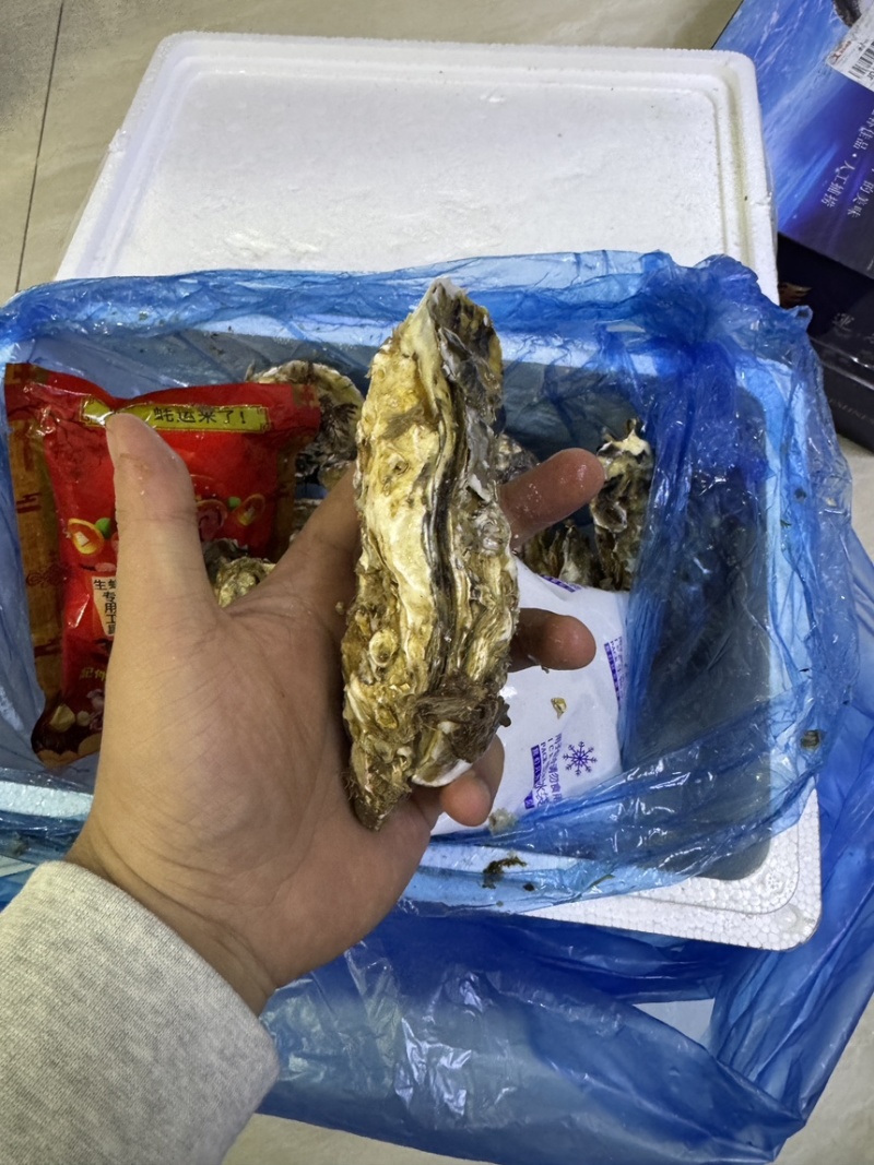 精品礼盒4+，手工挑拣，盐度30净化24h，口感鲜甜