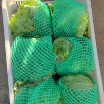 生菜/生菜球/球生菜山东/精品圆生菜/山东生菜球产地直发
