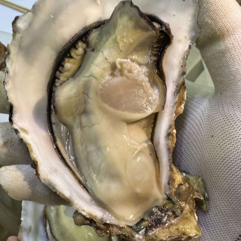过年啦！乳山生蚝年货精品礼盒鲜活包邮到家！
