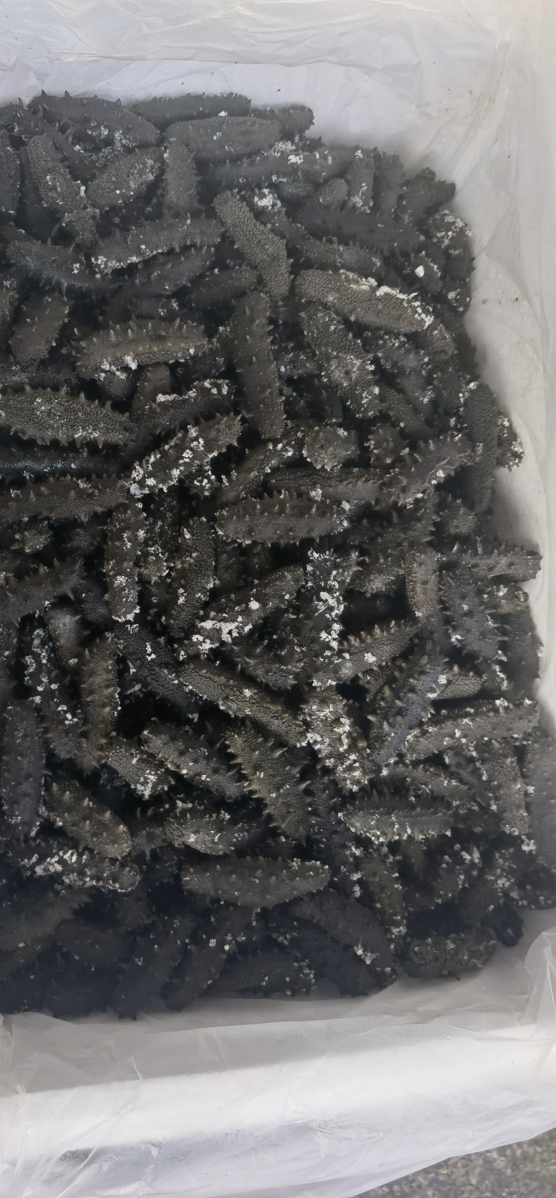 精品半干海参2025质量保证量大从优质量保证欢迎咨询