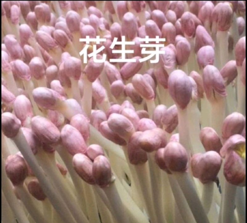 花生芽