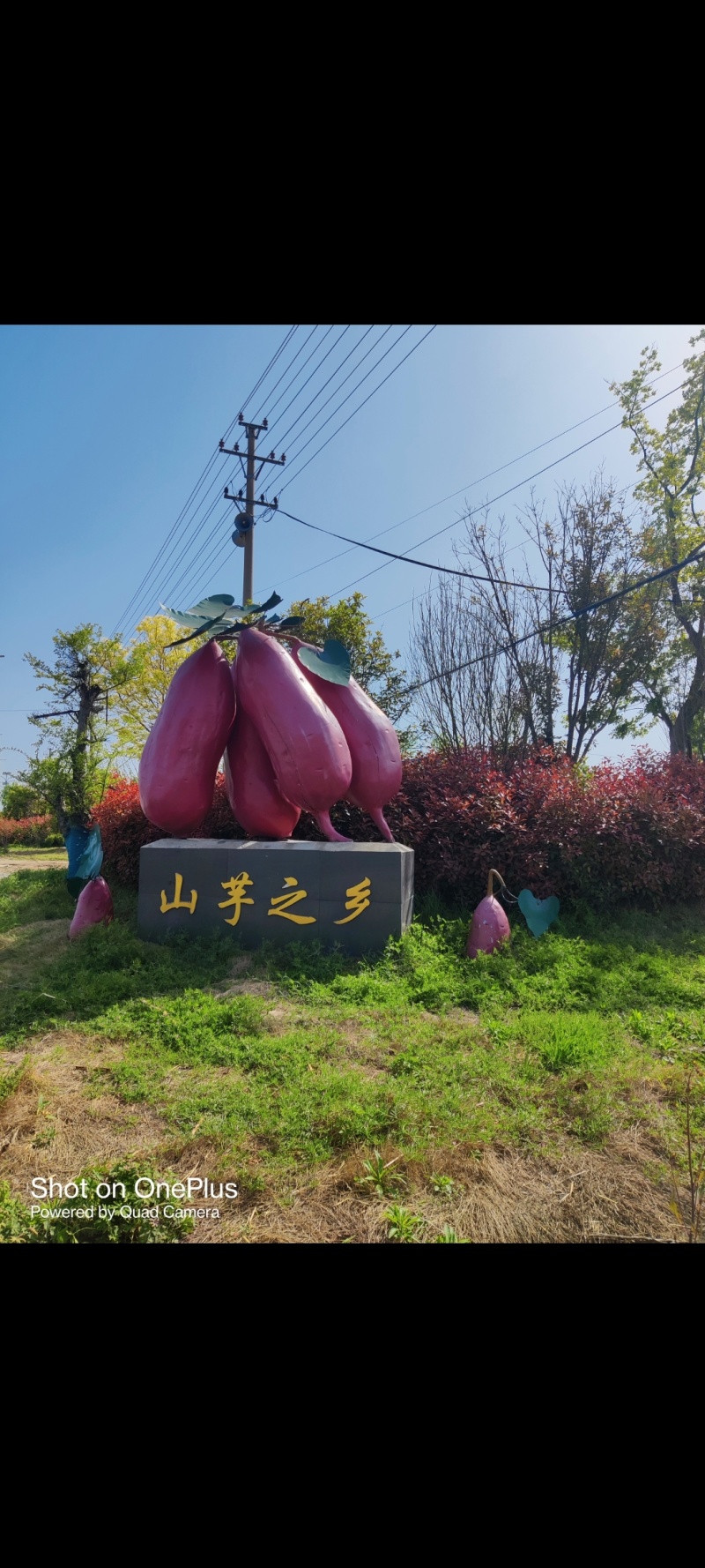 中国山芋之乡特产，正宗纯红薯粉丝
