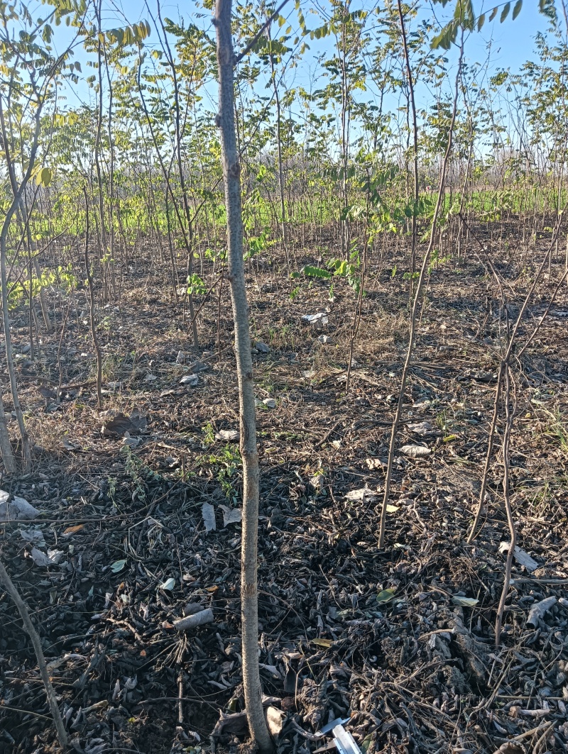 紫穗槐、刺槐