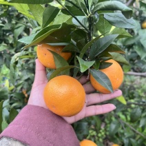 无籽沃柑精品091无核沃柑自家果园皮薄无核化渣整车供应