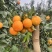 无籽沃柑精品091无核沃柑自家果园皮薄无核化渣整车供应