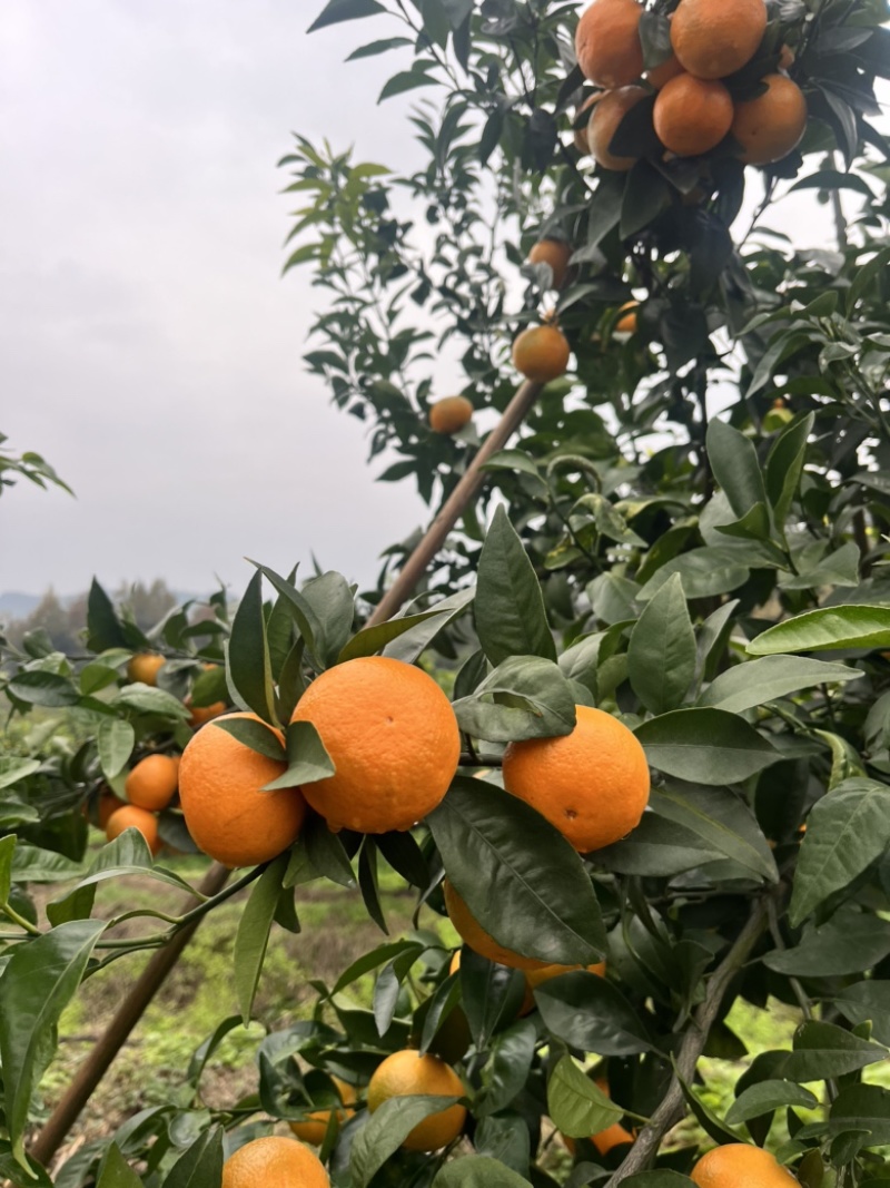 无籽沃柑精品091无核沃柑自家果园皮薄无核化渣整车供应