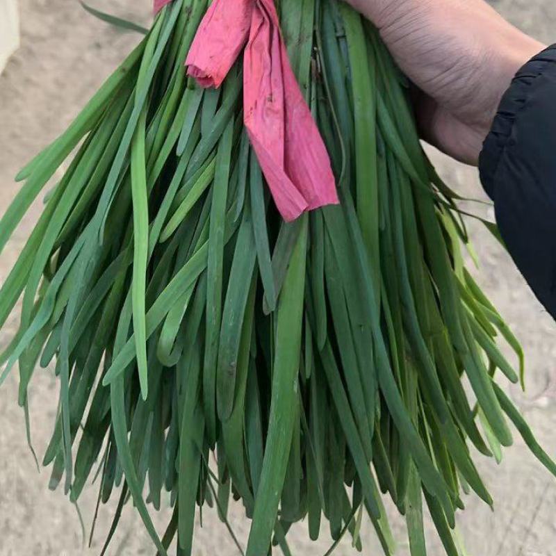 韭菜大量供应中