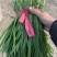 韭菜大量供应中