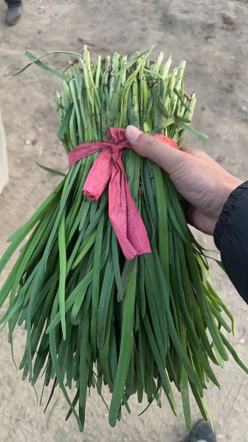 韭菜大量供应中