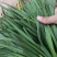 韭菜大量供应中