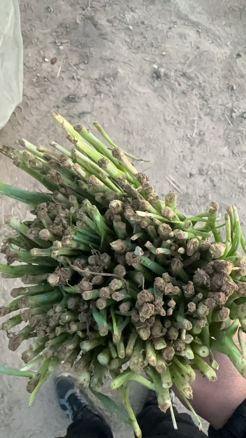 韭菜大量供应中