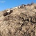 散养土山羊