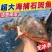 石斑鱼大号新鲜速冻海捕老虎斑珍珠斑红口斑海鲜包邮