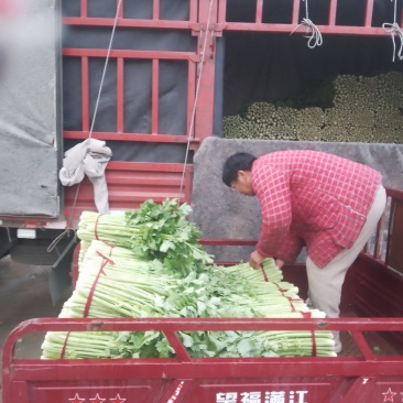 河南省新野县精品芹菜