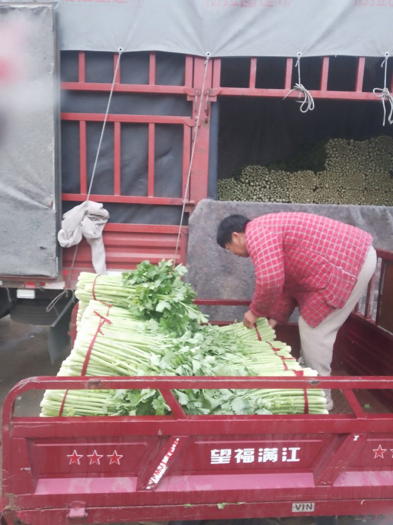 河南省新野县精品芹菜