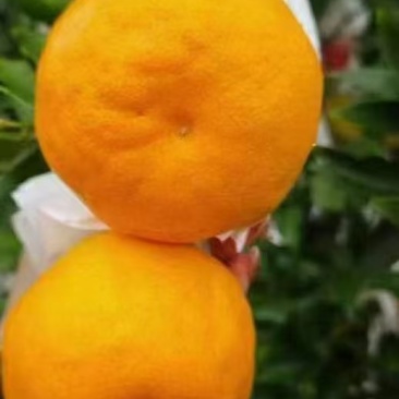 耙耙柑