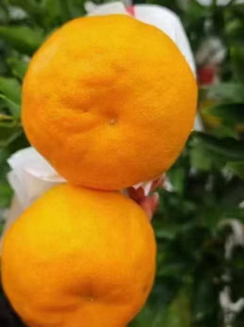 耙耙柑