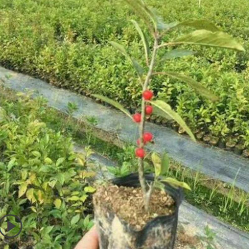 北美冬青树苗公树苗受粉苗庭院盆栽耐寒红果植物喜庆年宵花卉