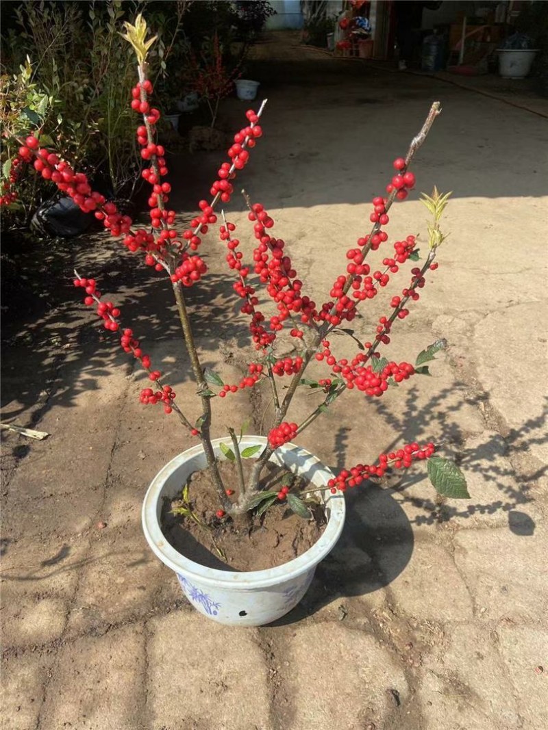 北美冬青树苗公树苗受粉苗庭院盆栽耐寒红果植物喜庆年宵花卉