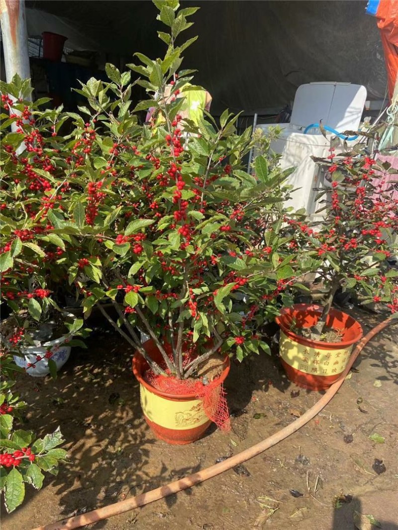 北美冬青树苗公树苗受粉苗庭院盆栽耐寒红果植物喜庆年宵花卉