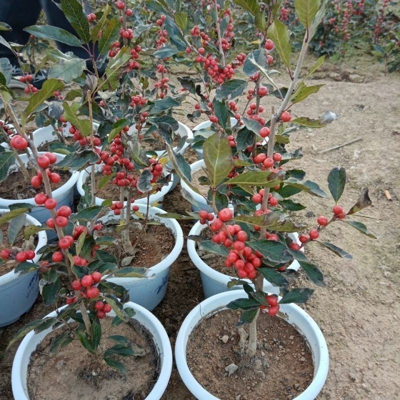 北美冬青树苗公树苗受粉苗庭院盆栽耐寒红果植物喜庆年宵花卉