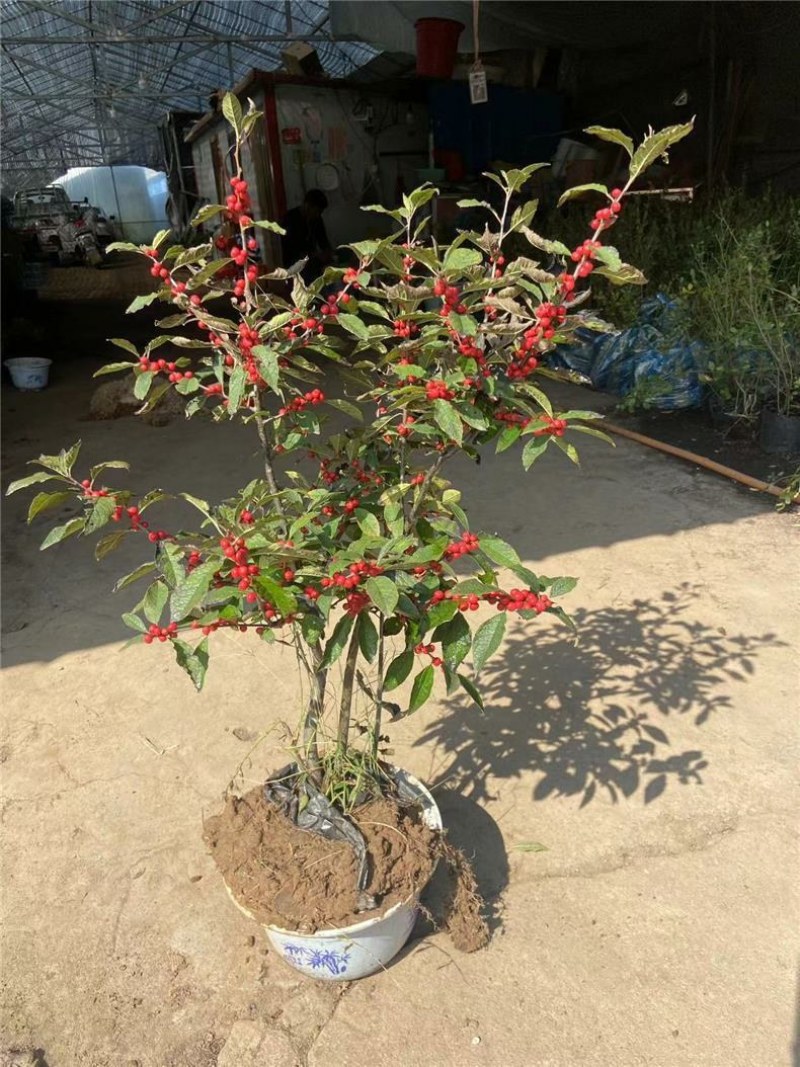北美冬青树苗公树苗受粉苗庭院盆栽耐寒红果植物喜庆年宵花卉