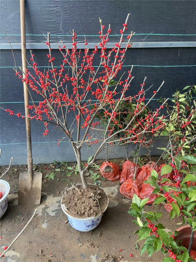 北美冬青树苗公树苗受粉苗庭院盆栽耐寒红果植物喜庆年宵花卉