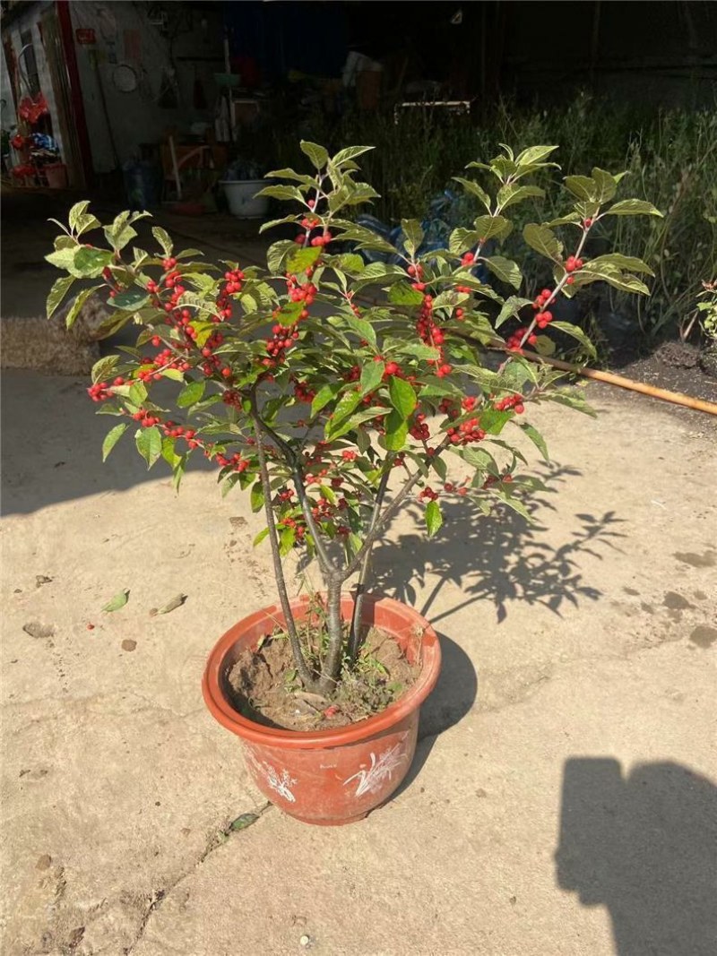 北美冬青树苗公树苗受粉苗庭院盆栽耐寒红果植物喜庆年宵花卉