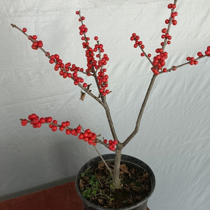 北美冬青树苗公树苗受粉苗庭院盆栽耐寒红果植物喜庆年宵花卉