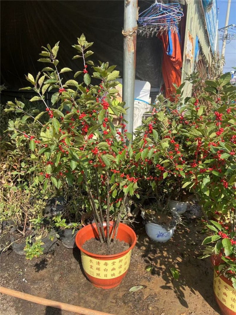北美冬青树苗公树苗受粉苗庭院盆栽耐寒红果植物喜庆年宵花卉