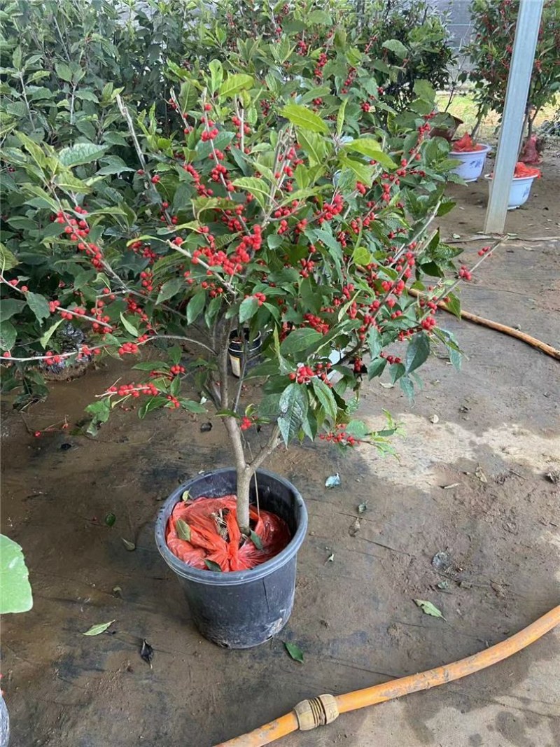 北美冬青树苗公树苗受粉苗庭院盆栽耐寒红果植物喜庆年宵花卉