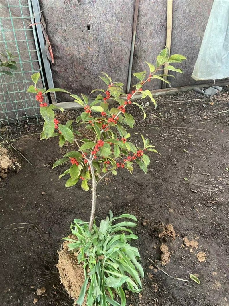 北美冬青树苗公树苗受粉苗庭院盆栽耐寒红果植物喜庆年宵花卉